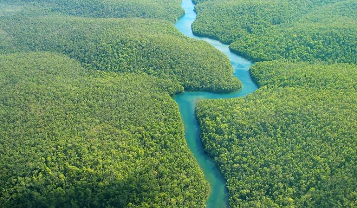 Aerial view of a river through green forest