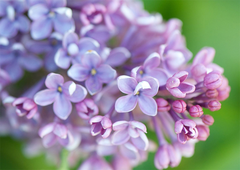 Soft focus lilac blossoms